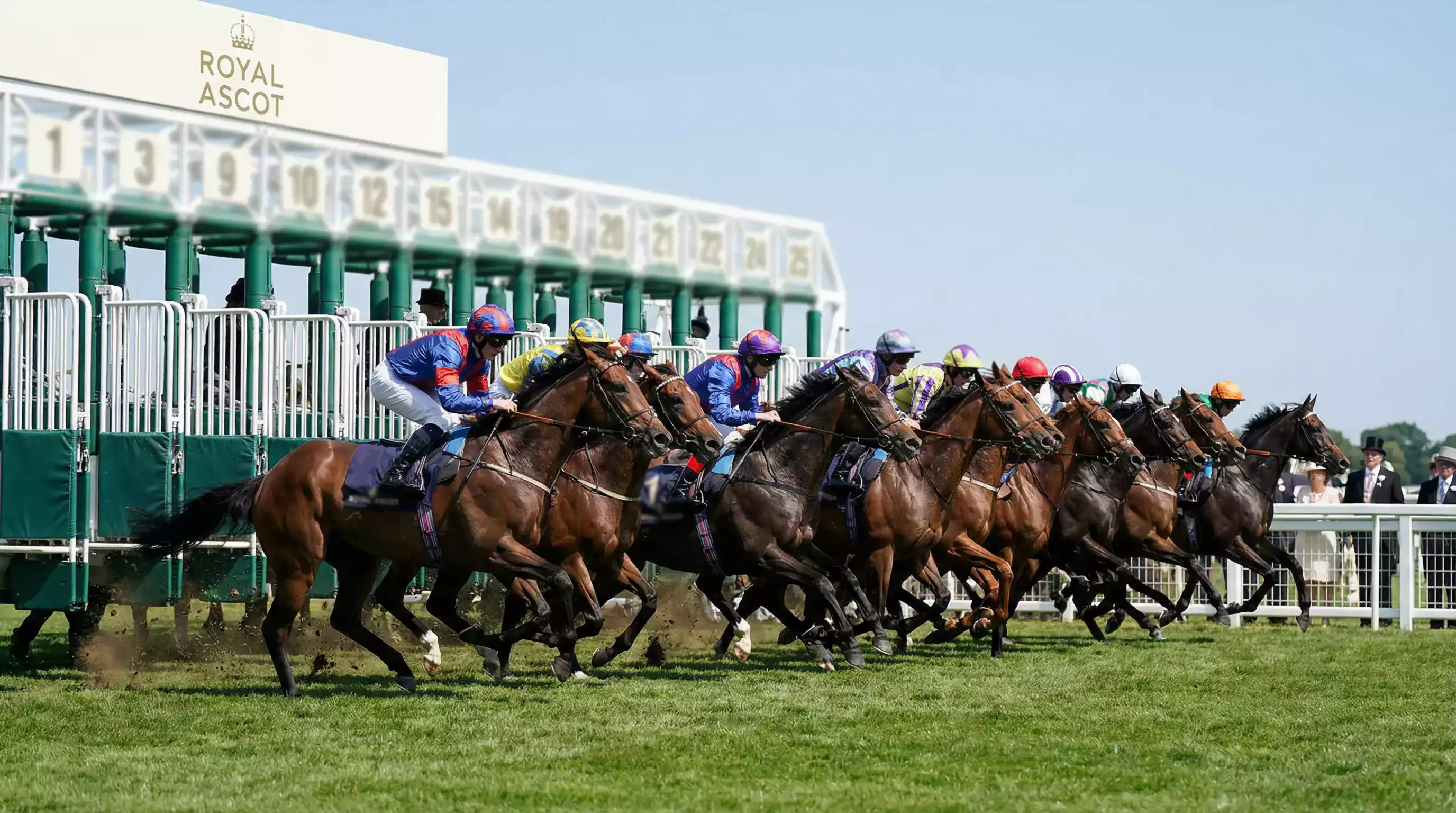 Large field of thoroughbreds breaking from starting stalls at Royal Ascot handicap race